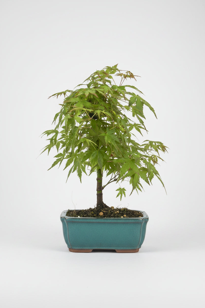 Acer palmatum - Bonsai 7 años