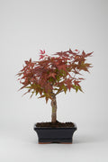 Acer palmatum deshojo - Bonsai 7 años