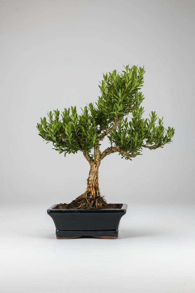 Buxus harlandii - Bonsai 7 años