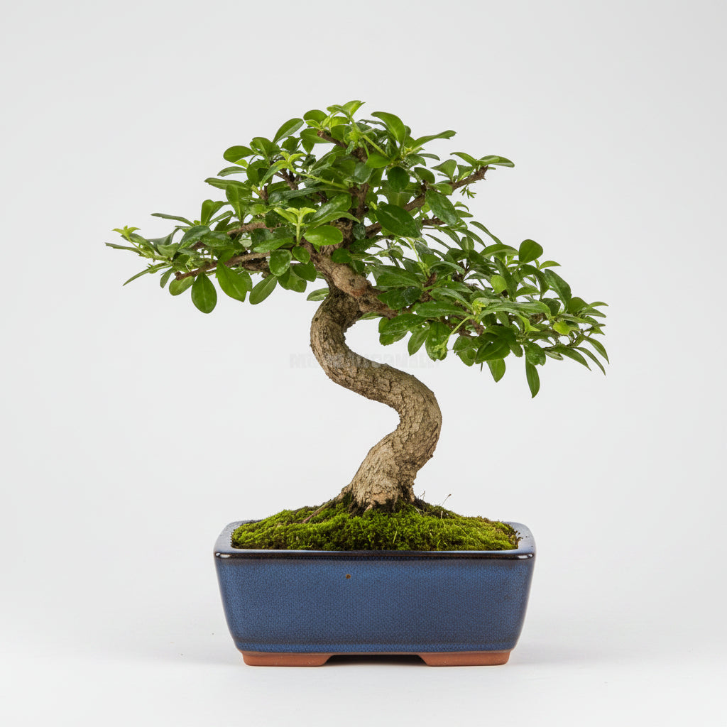 Carmona microphylla - Bonsai 6 años