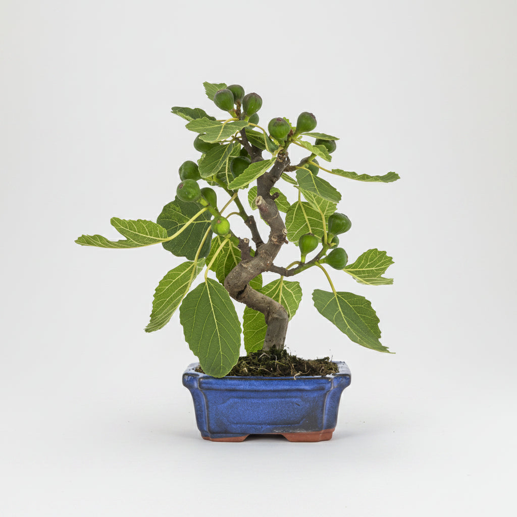 Ficus carica - Bonsai 7 años