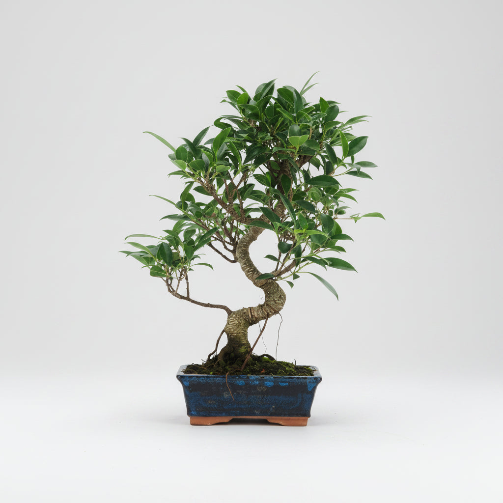 Ficus retusa - Bonsai 8 años