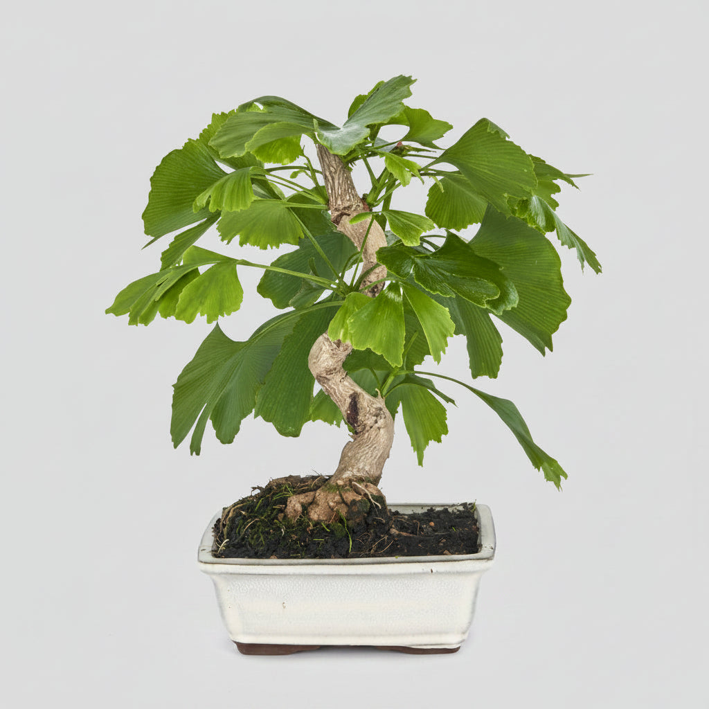 Ginkgo biloba - Bonsai 8 años