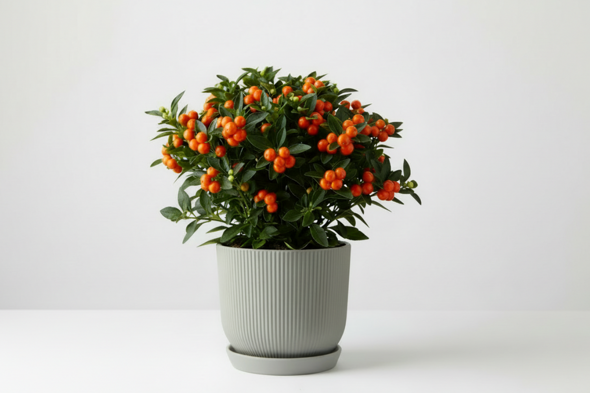 Solanum Pseudocapsicum