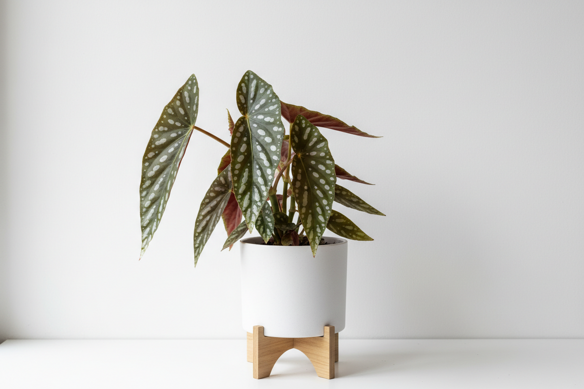 Begonia Maculata