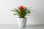 Guzmania Calypso