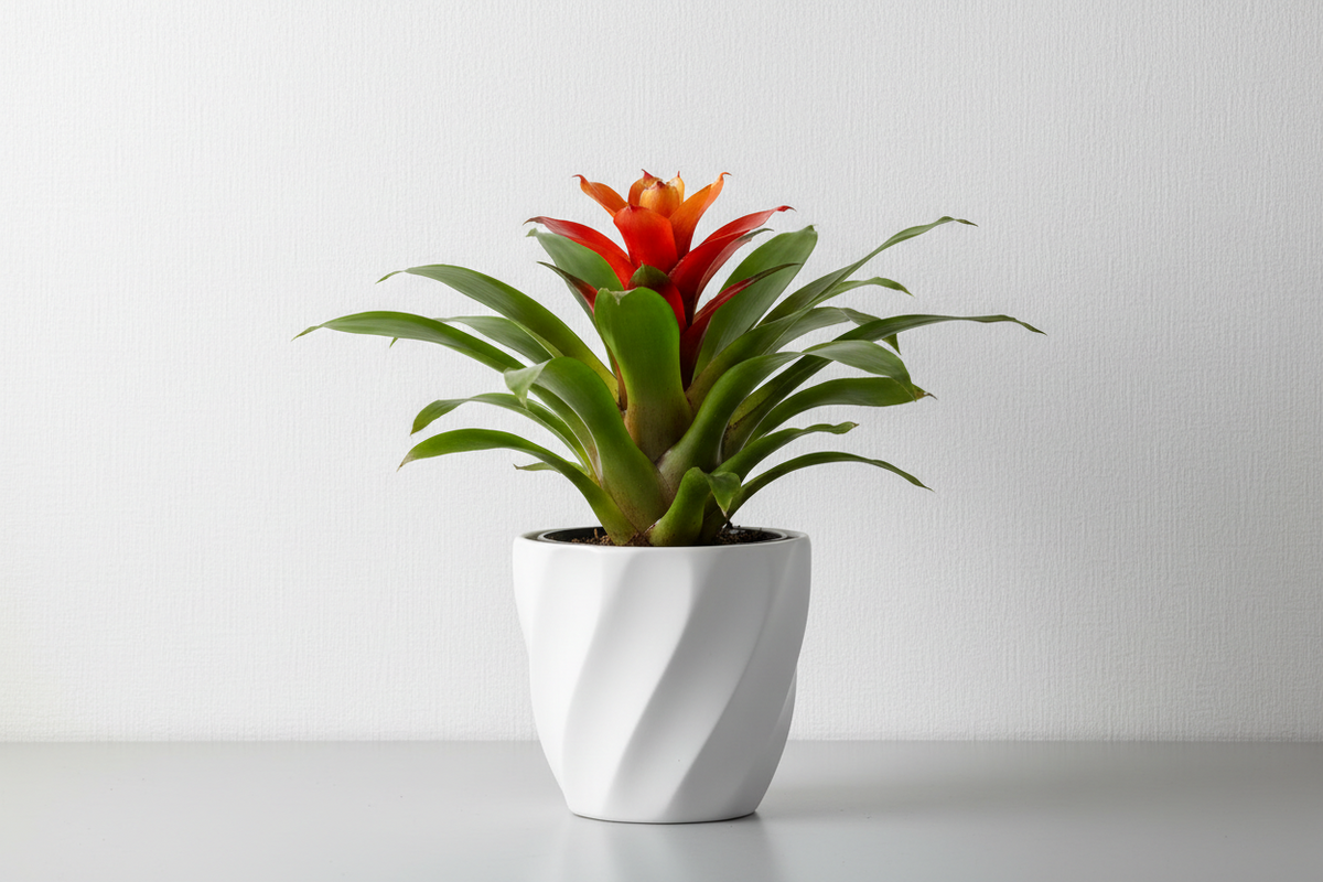 Guzmania Calypso