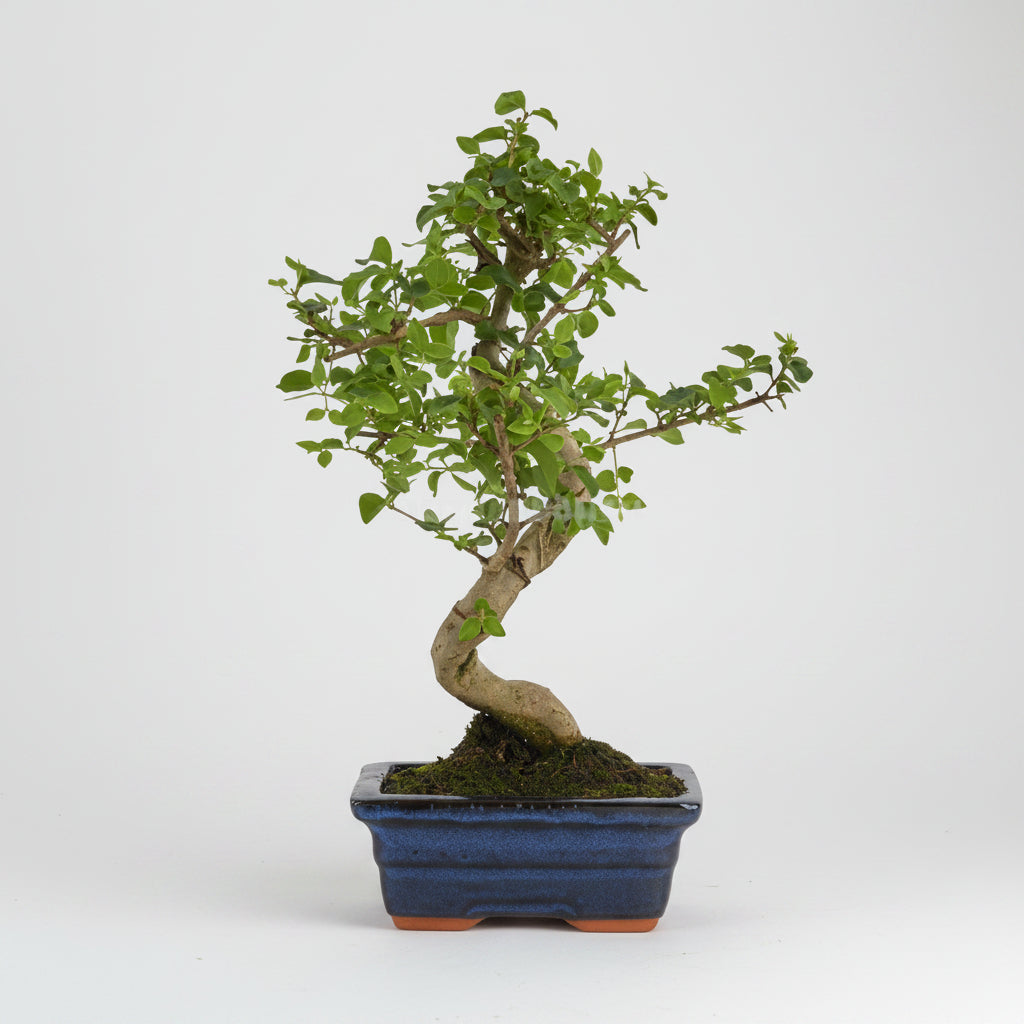 Ligustrum sinensis - Bonsai 6 años