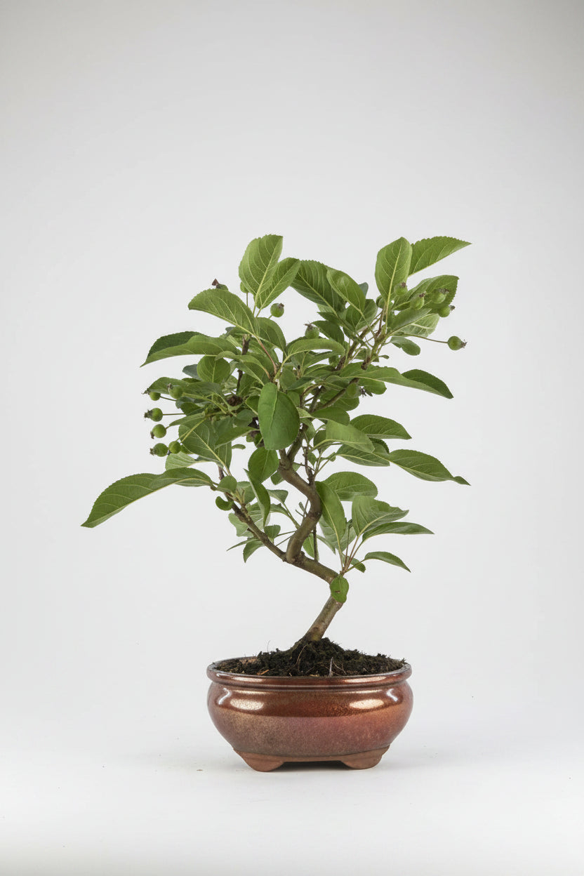 Malus - bonsai 8 años