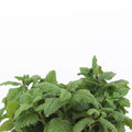 Melissa officinalis