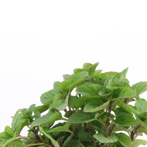 Mentha basil