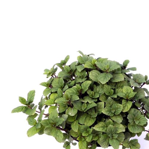 Mentha spicata piperita