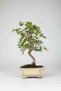 Morus sp - Bonsai 7 años