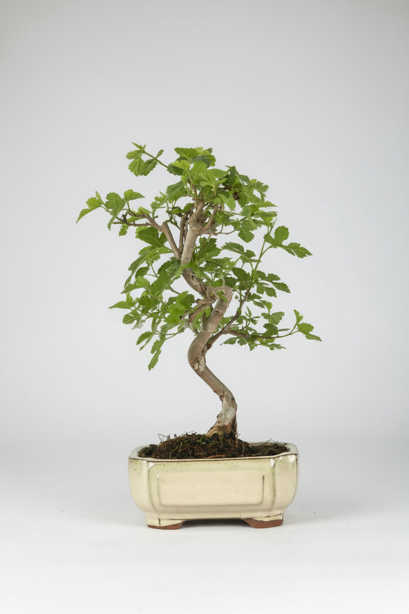 Morus sp - Bonsai 7 años