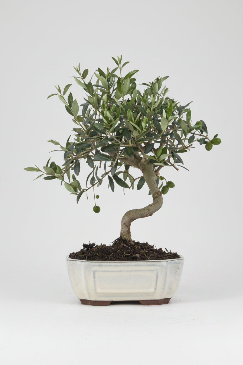 Olea europaea - Bonsai 9 años