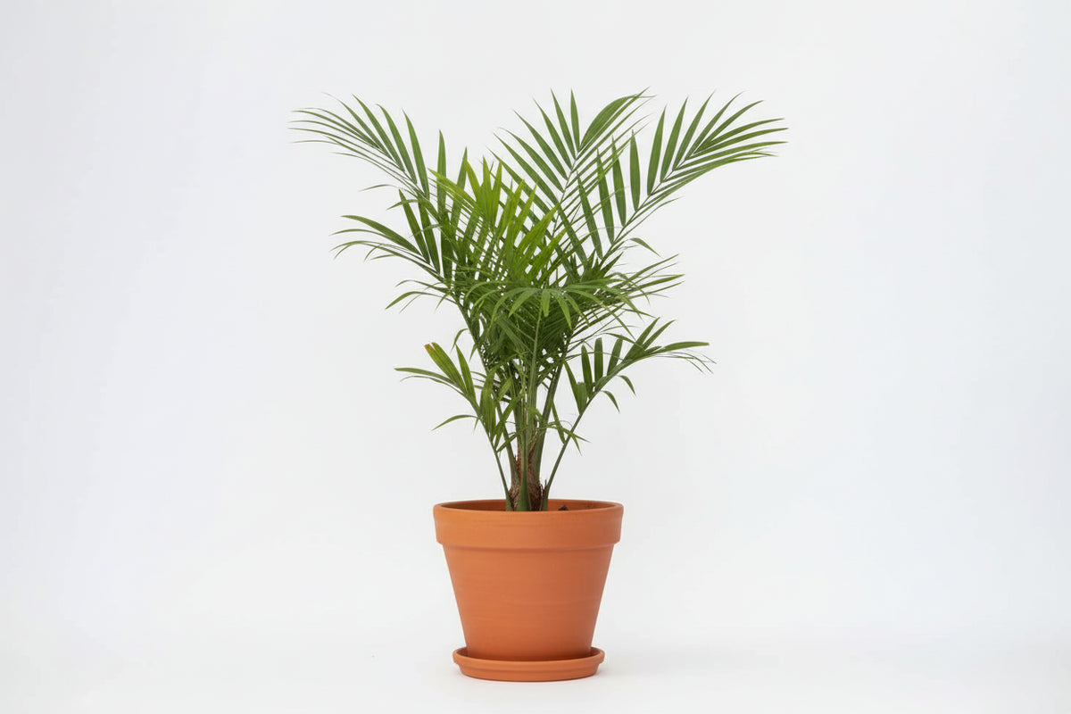 Phoenix Canariensis