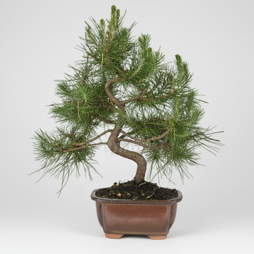 Pinus halepensis - Bonsai 8 años