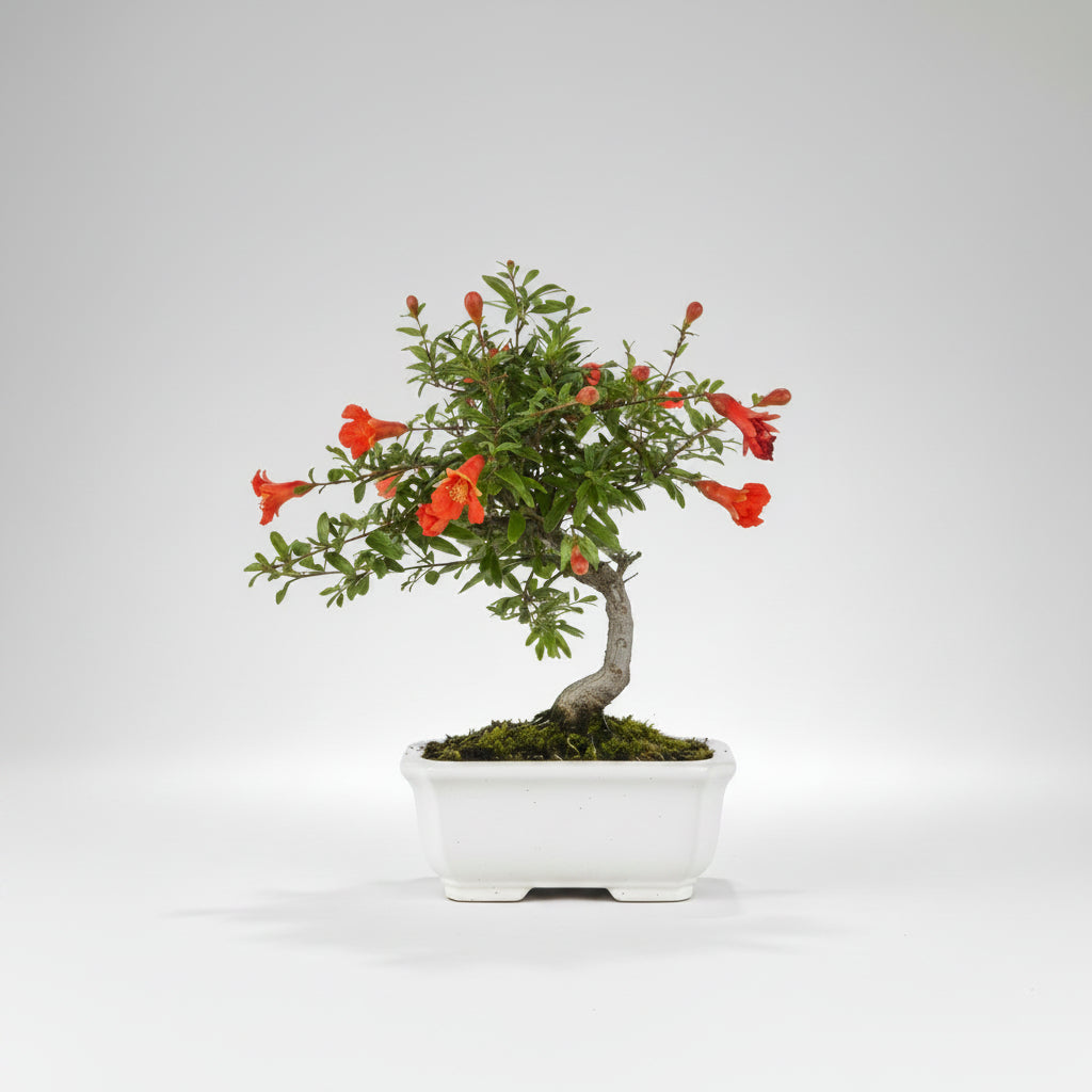 Punica granatum - Bonsai 7 años