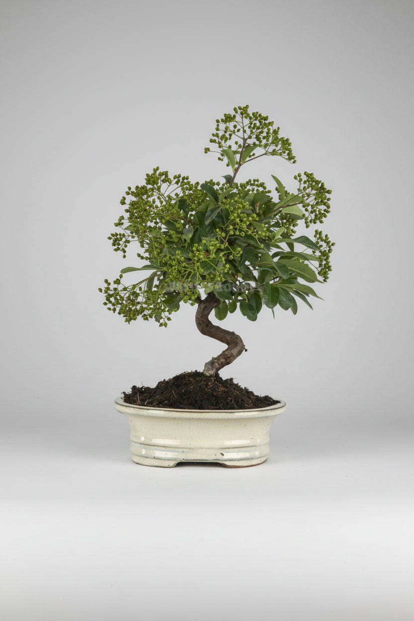 Pyracantha - bonsai 8 años