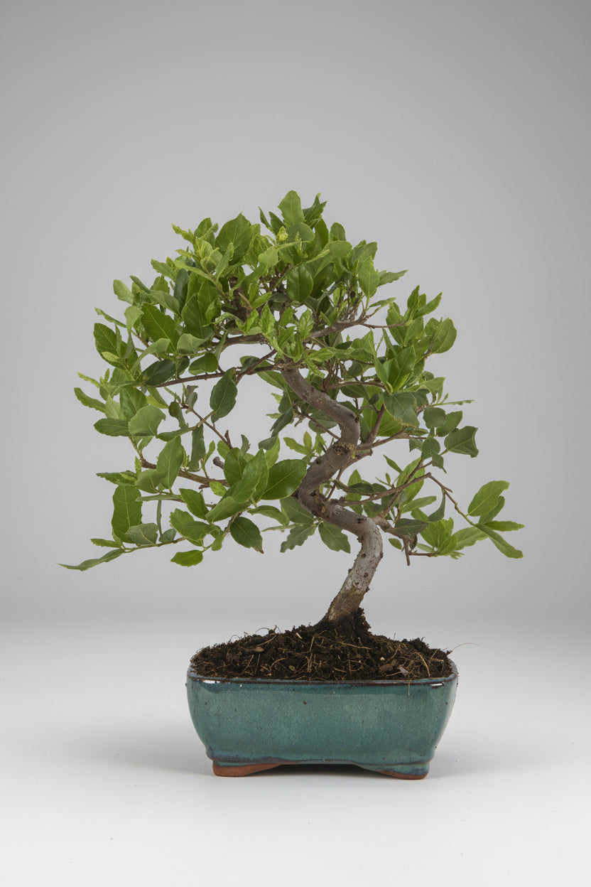 Quercus suber - bonsai 7 años