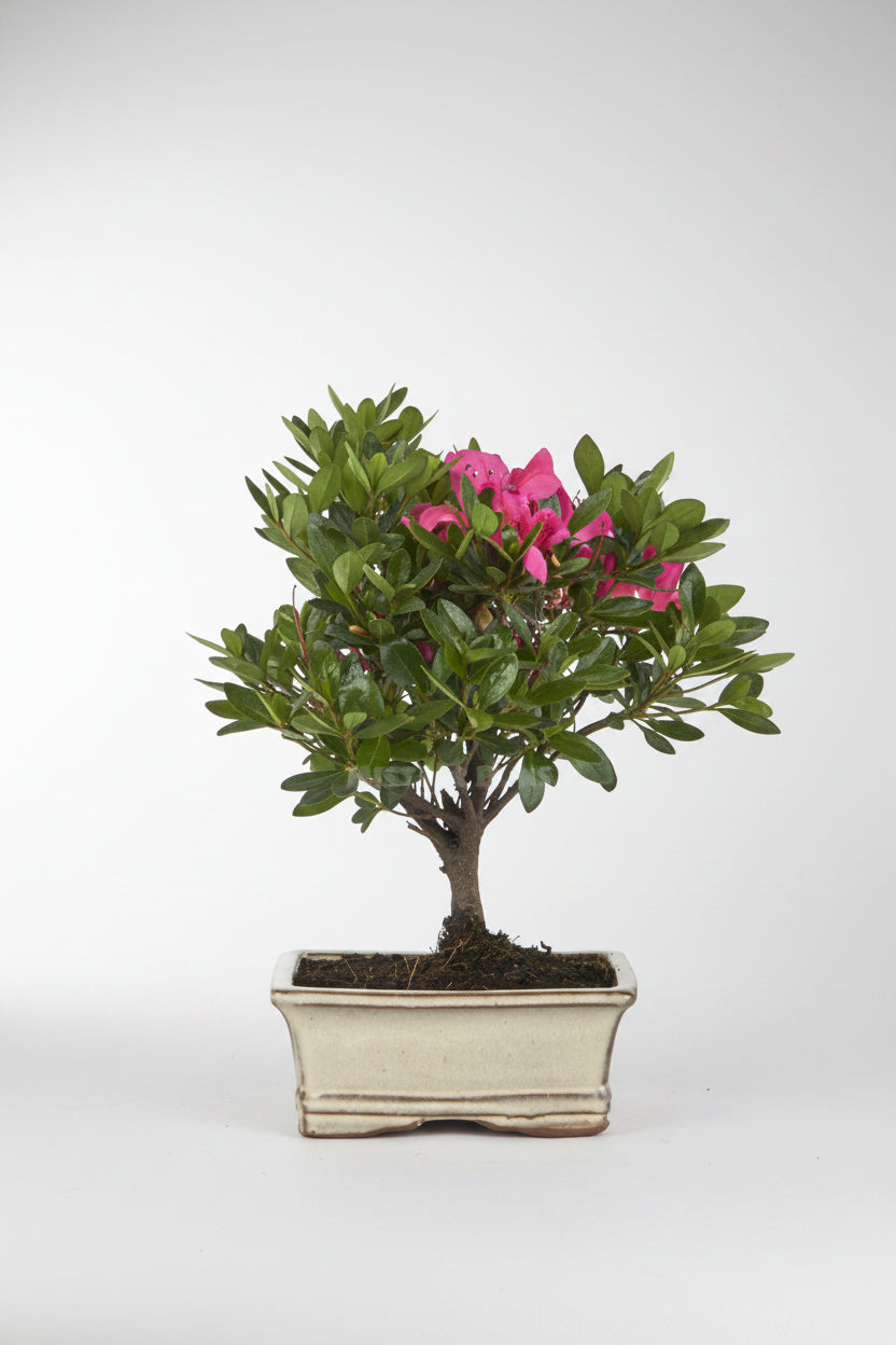 Rhododendron indicum - bonsai 6 años