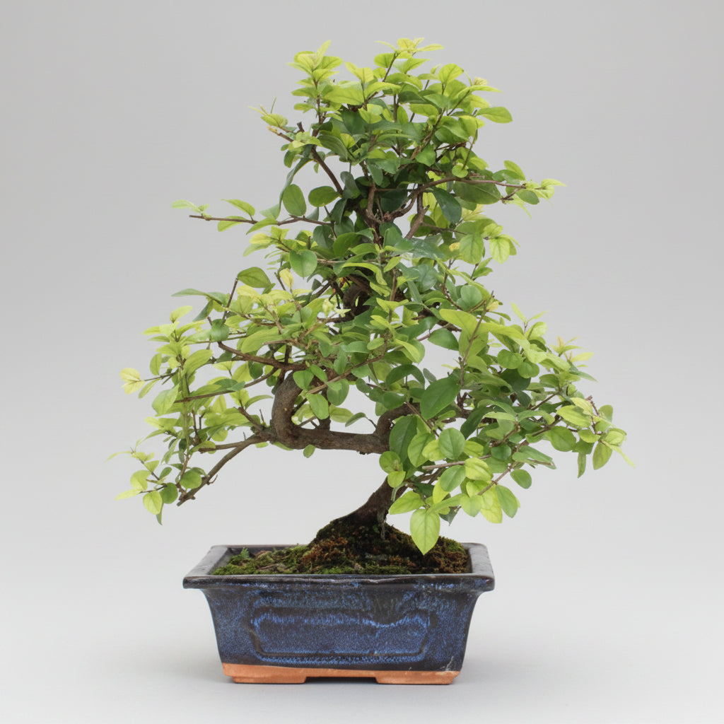 Sageretia theezans - bonsai 6 años