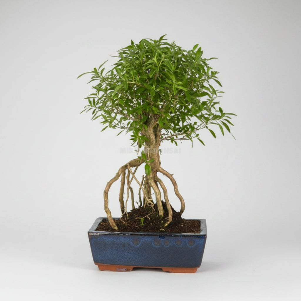 Serissa phoetida - bonsai 8 años