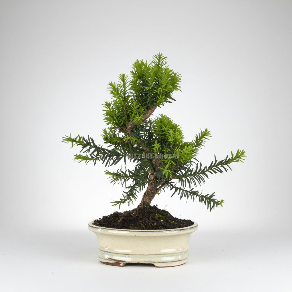 Taxus media - bonsai 9 años
