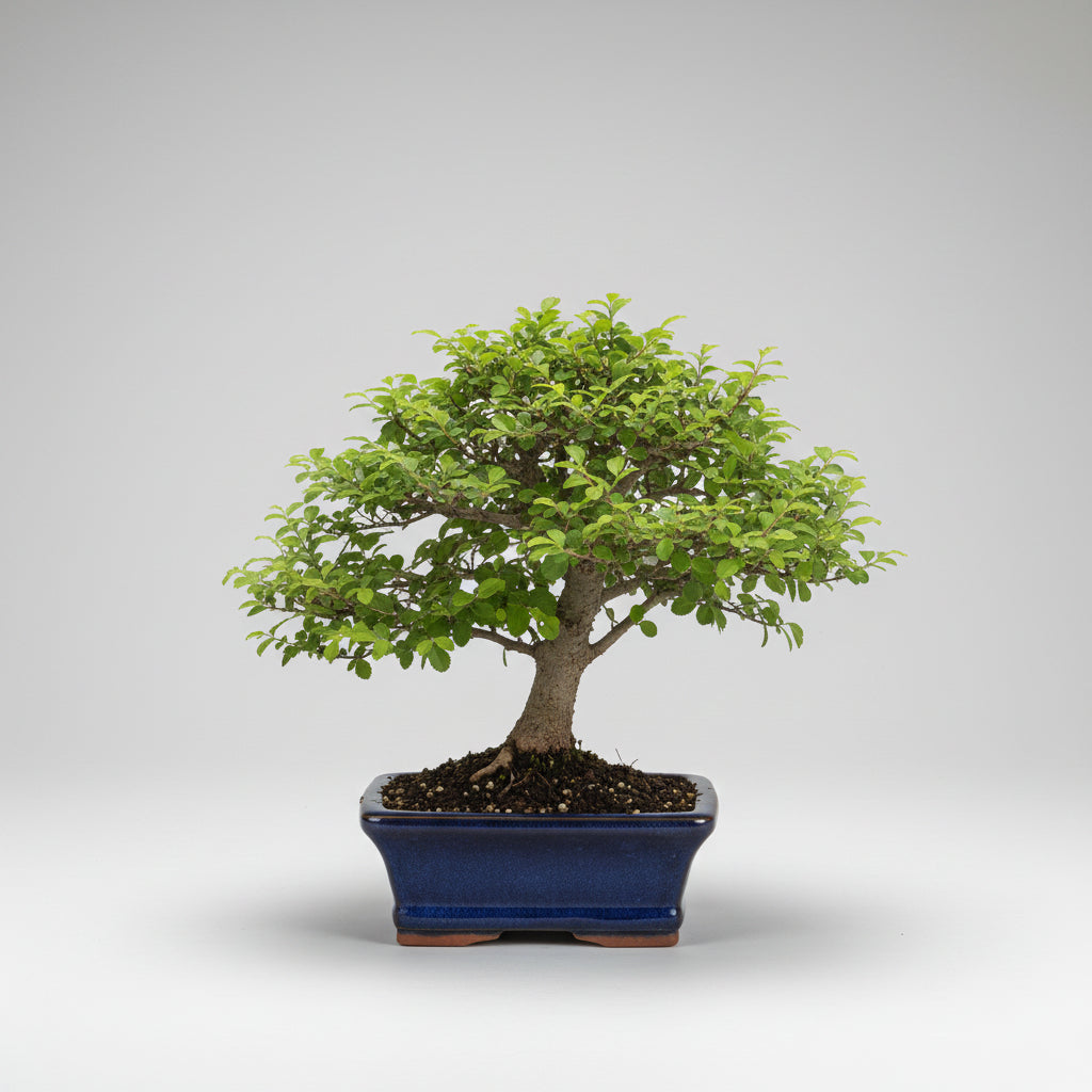 Ulmus parvifolia - bonsai 7 años