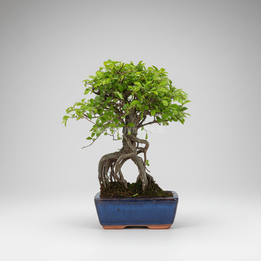 Zelkova parvifolia - bonsai 5 años