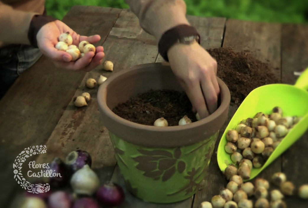 Clasificar Ártico Viajero Bulbos de verano: ¡plántalos en primavera! | Flores Castillon