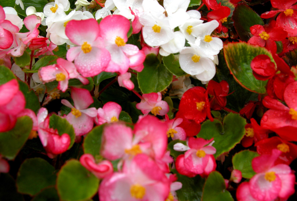 begonias