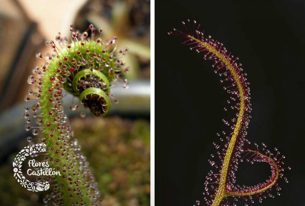 drosera planta carnivora