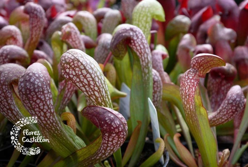 planta carnivora lirio cobra