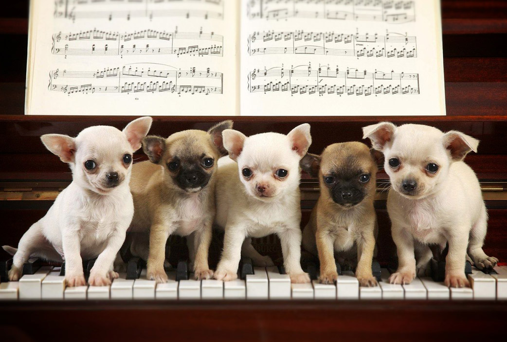 orquesta-perros