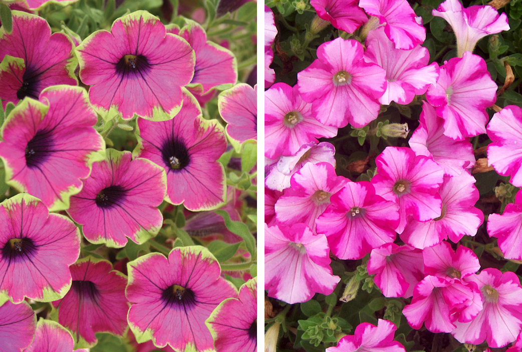 petunias