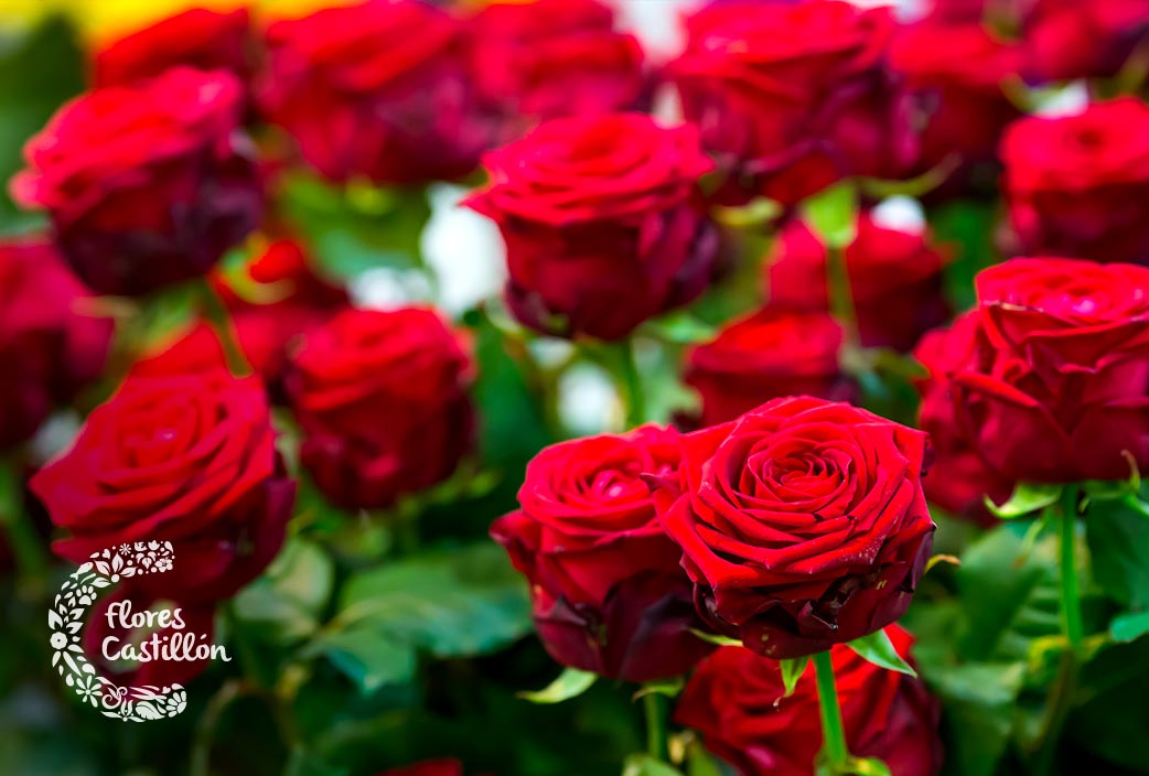 Por qué se regalan rosas rojas en San Jorge? | Flores Castillón
