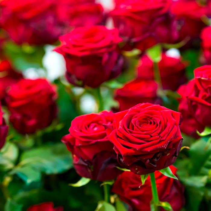 Por qué se regalan rosas rojas en San Jorge? | Flores Castillón