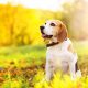 consejos para evitar la leishmaniosis canina