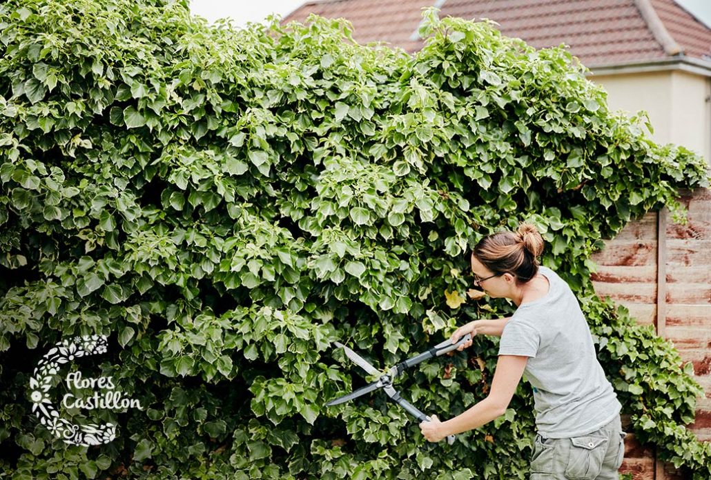 teareas que debes llevar a cabo en tu jardin durante el mes de septiembre