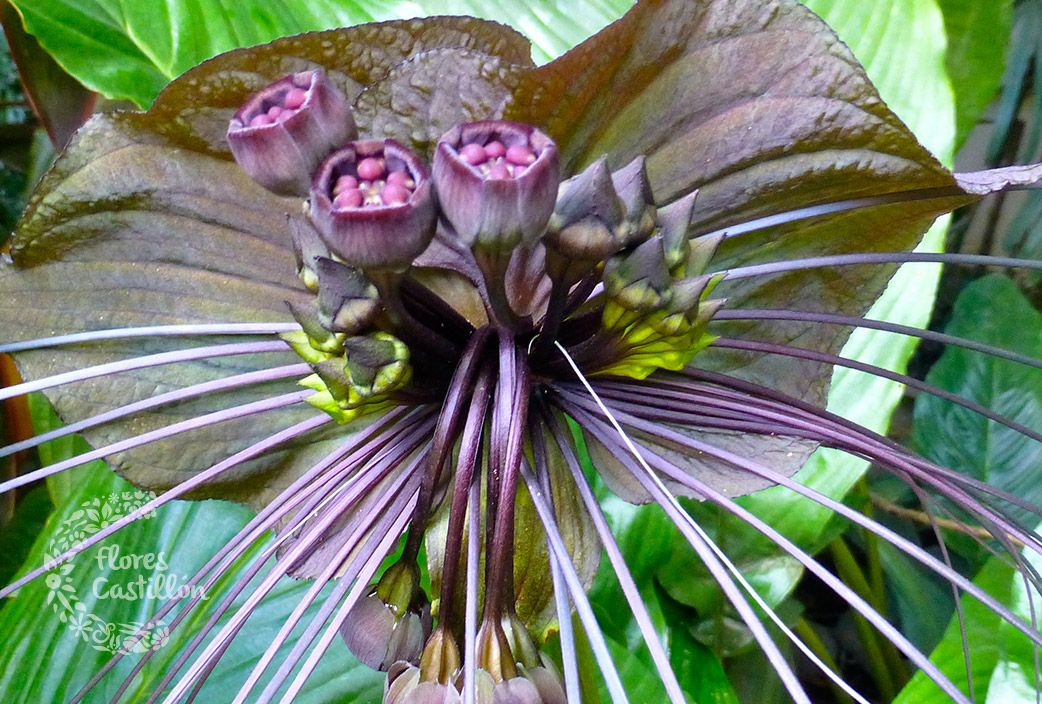 La flor de Batman, rareza botánica. | Flores Castillon