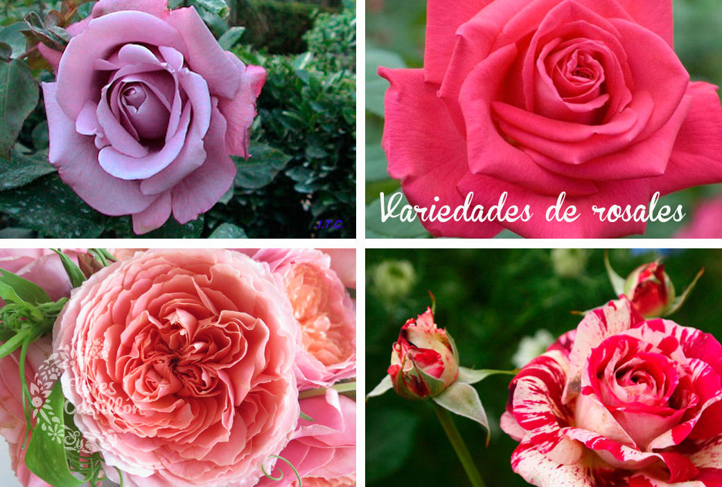 Variedades de rosales | Flores Castillon