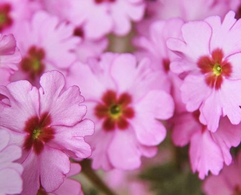 la primula, planta del mes en flores castillon