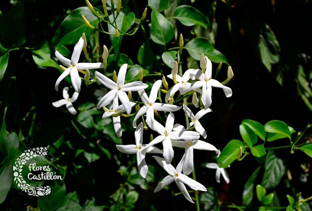 podar arbustos en flor