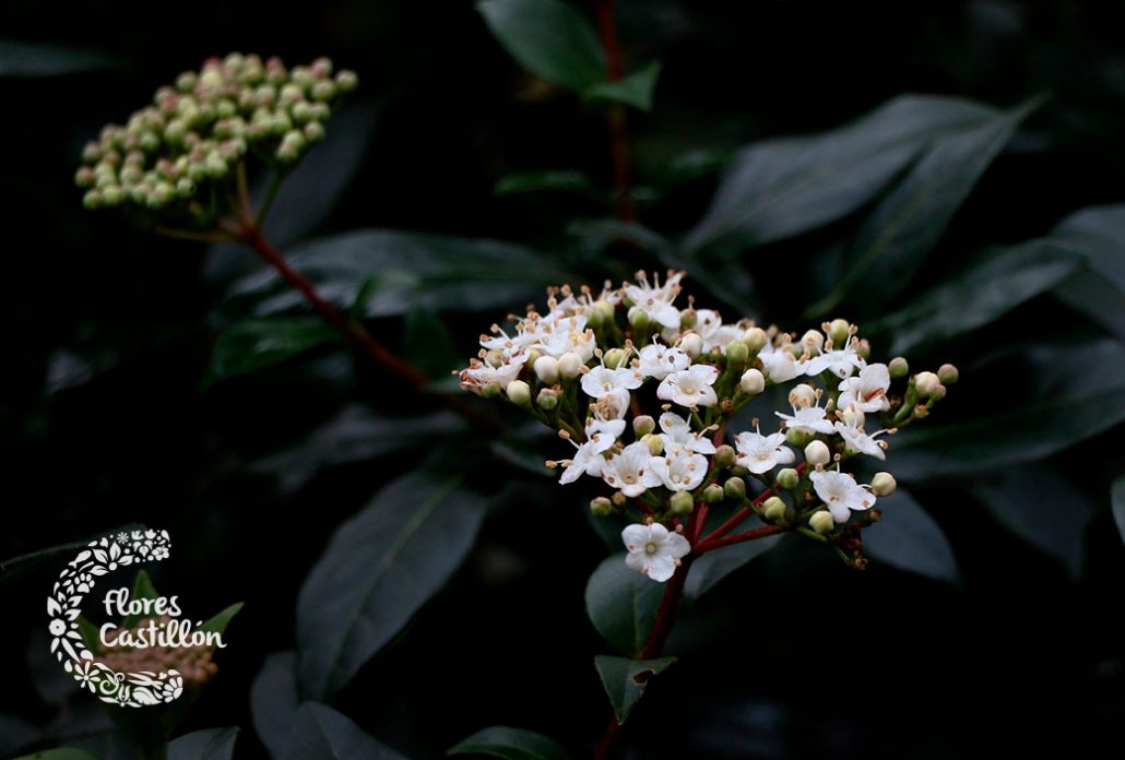 podar arbustos que florecen en primavera