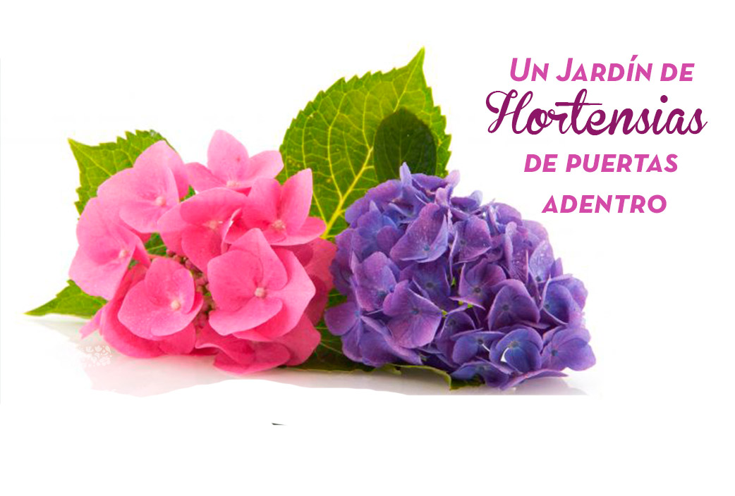Un jardín de hortensias de puertas adentro | Flores Castillon