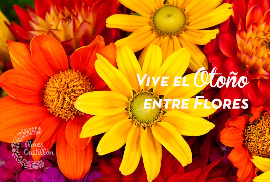 Cuáles son las flores típicas de otoño? | Flores Castillón Cuáles son las flores típicas de otoño? | Flores Castillón