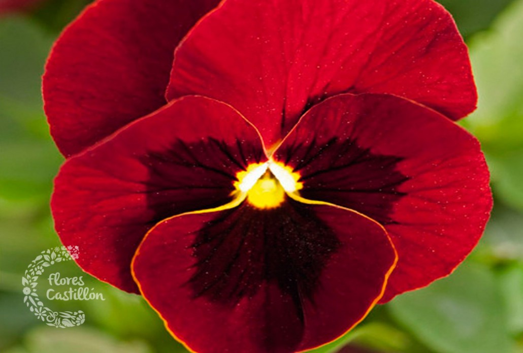 Los pensamientos o violas Flores Castillon