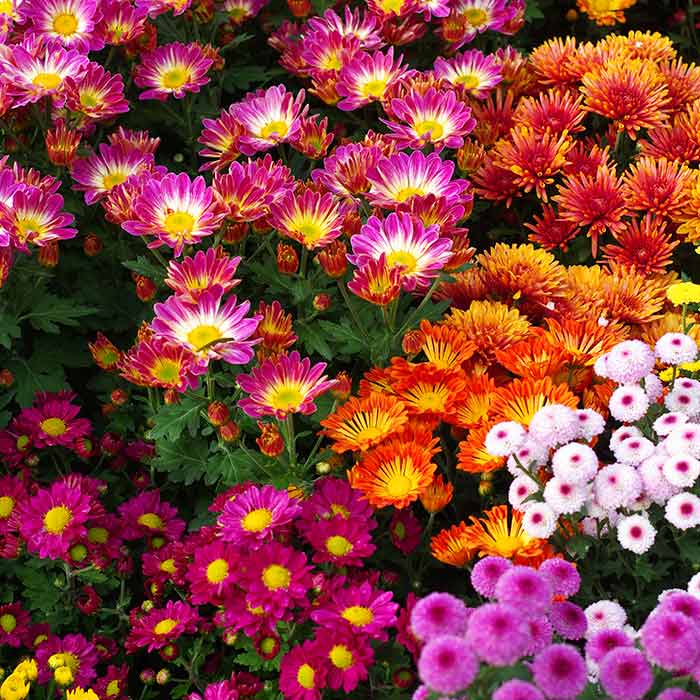 Llena de color tu jardín con las plantas que florecen en primavera | Flores  Castillón