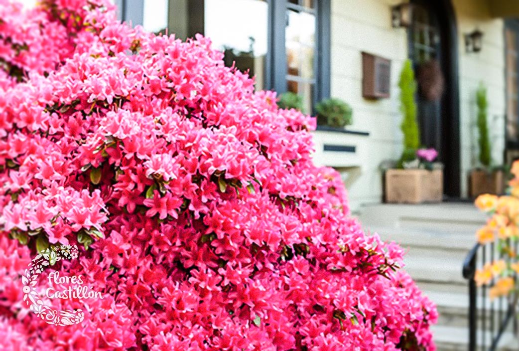 Azaleas